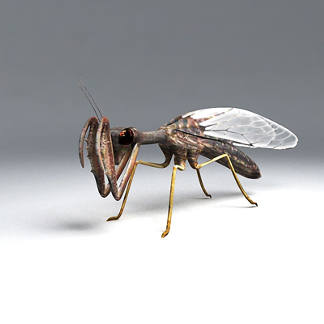 Mantispid Insect Mantid 3d 3ds