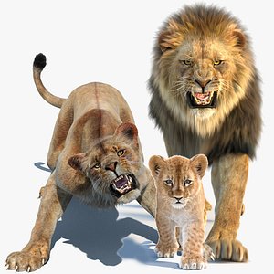 Lion Family Rigged and Animated Bundle Lion Lioness and Cub