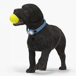 Black Labrador Puppy with Tennis Ball in Apple Dog Tracker 3D