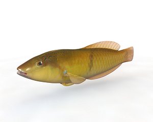 Yellow Head Wrasse Fish
