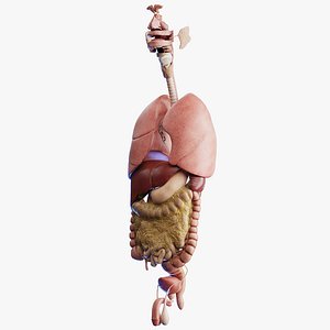 Human Male Organs model
