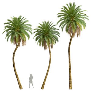 New Plant High detail Phoenix Sylvestris model