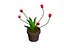 FIORE