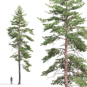 pine sylvestris 08 3D