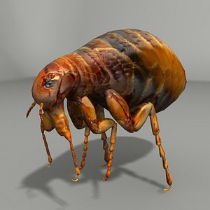 flea 3d 3ds