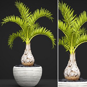 palm hyophorbe 3D model