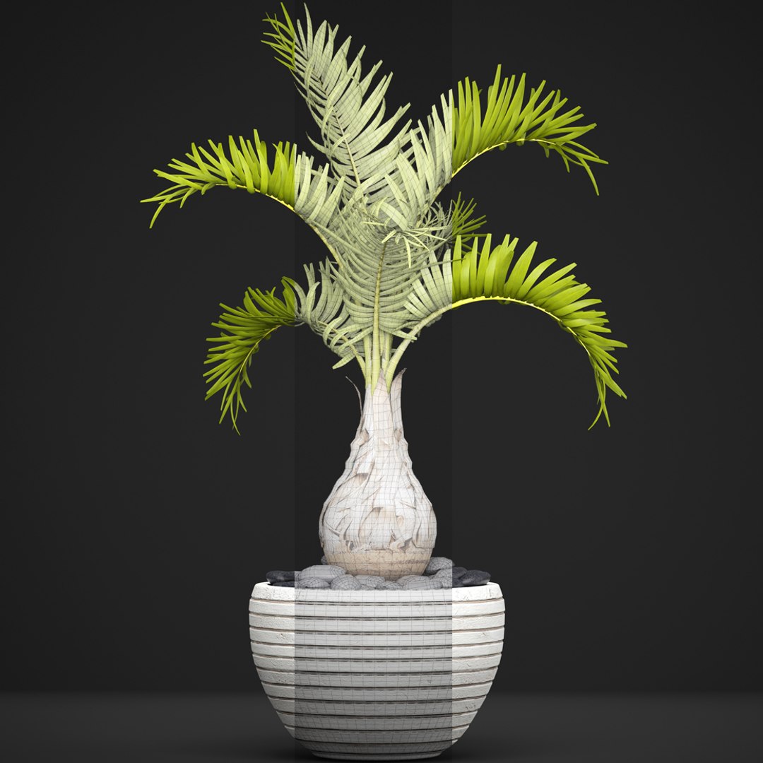 palm hyophorbe 3D model https://p.turbosquid.com/ts-thumb/wk/YctG2W/AjsM0blu/hyophorbepalm07/jpg/1495281632/1920x1080/fit_q87/563d6c74890222a17fb5619330a2d7cabde1a1c2/hyophorbepalm07.jpg