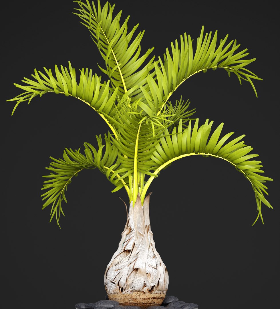 palm hyophorbe 3D model https://p.turbosquid.com/ts-thumb/wk/YctG2W/HNkmEVm6/hyophorbepalm05/jpg/1495281631/1920x1080/fit_q87/288358235956b8c4d89d6da0dd61258f4c0f4cc4/hyophorbepalm05.jpg