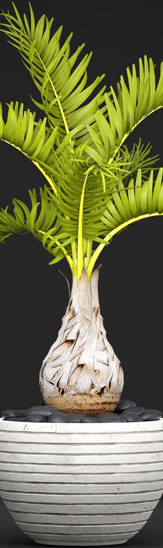 palm hyophorbe 3D model https://p.turbosquid.com/ts-thumb/wk/YctG2W/HXB5IglY/hyophorbepalm04/jpg/1495281631/1920x1080/fit_q87/95eac0016c9ce1cc2e9970731e7b171995771740/hyophorbepalm04.jpg