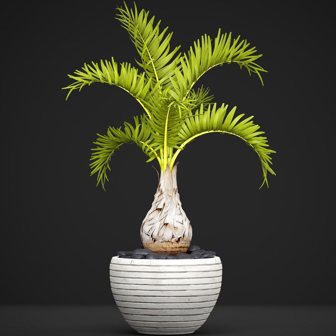palm hyophorbe 3D model https://p.turbosquid.com/ts-thumb/wk/YctG2W/JIdzfl9E/hyophorbepalm01/jpg/1495281631/1920x1080/fit_q87/7d76a50fffb4c7adb9c6230754c91d67613e0f7b/hyophorbepalm01.jpg