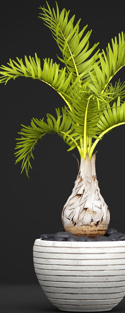 palm hyophorbe 3D model https://p.turbosquid.com/ts-thumb/wk/YctG2W/bLz7YH4C/hyophorbepalm02/jpg/1495281631/1920x1080/fit_q87/50054c0cdfb6581fab02316a98a955f2dee8dfa9/hyophorbepalm02.jpg