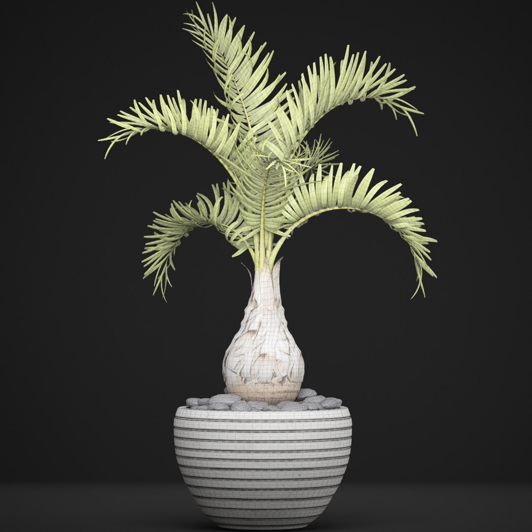palm hyophorbe 3D model https://p.turbosquid.com/ts-thumb/wk/YctG2W/cwLfhbCV/hyophorbepalm08/jpg/1495281632/1920x1080/fit_q87/0c02aee8bd1706a4181167118b2b56b344d0d852/hyophorbepalm08.jpg