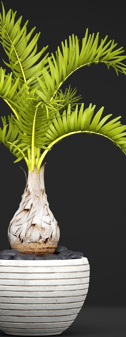palm hyophorbe 3D model https://p.turbosquid.com/ts-thumb/wk/YctG2W/eehLp88U/hyophorbepalm03/jpg/1495281631/1920x1080/fit_q87/c42c92813b8e31d3be8b6a9c4b00b17495af3b47/hyophorbepalm03.jpg