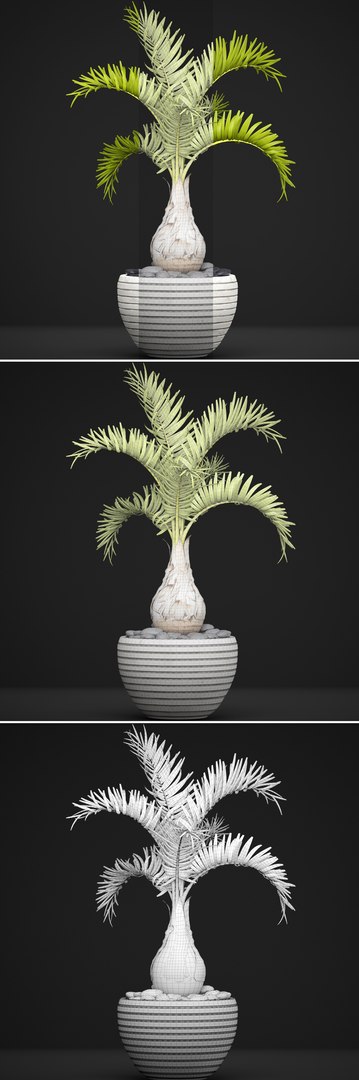 palm hyophorbe 3D model https://p.turbosquid.com/ts-thumb/wk/YctG2W/vRornC95/hyophorbepalm10/jpg/1495281632/1920x1080/fit_q87/011a1fd004b37bb587fe4c8eafb71f5ff5e5da36/hyophorbepalm10.jpg