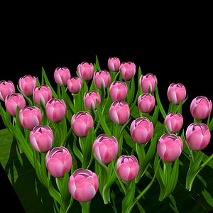 3d tulip flower