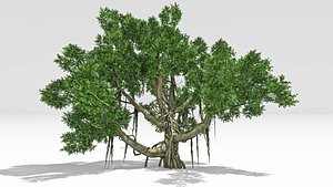 Chinese Banyan Tree-S1 3D