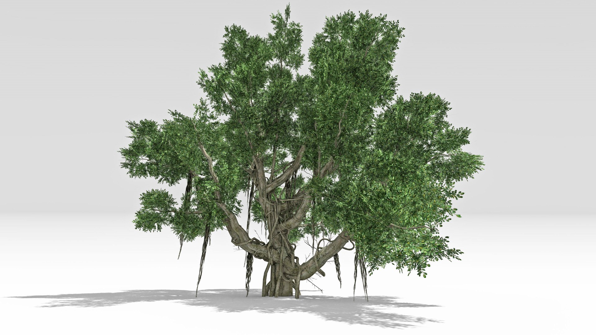 Chinese Banyan Tree-S1 3D https://p.turbosquid.com/ts-thumb/wk/g8c6vP/Nd/s2/jpg/1744362638/1920x1080/fit_q87/e30b649a7e6c4ca929e88def98da4956918c4a0a/s2.jpg