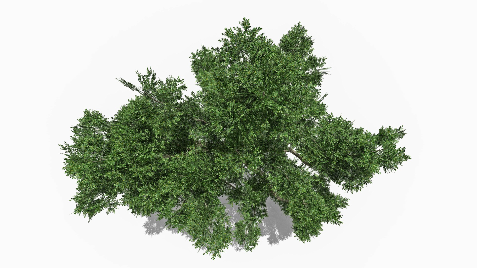 Chinese Banyan Tree-S1 3D https://p.turbosquid.com/ts-thumb/wk/g8c6vP/Qa/s5/jpg/1744362640/1920x1080/fit_q87/e4b1f84675ad9a57a04fea8763f0ca8c501a893c/s5.jpg