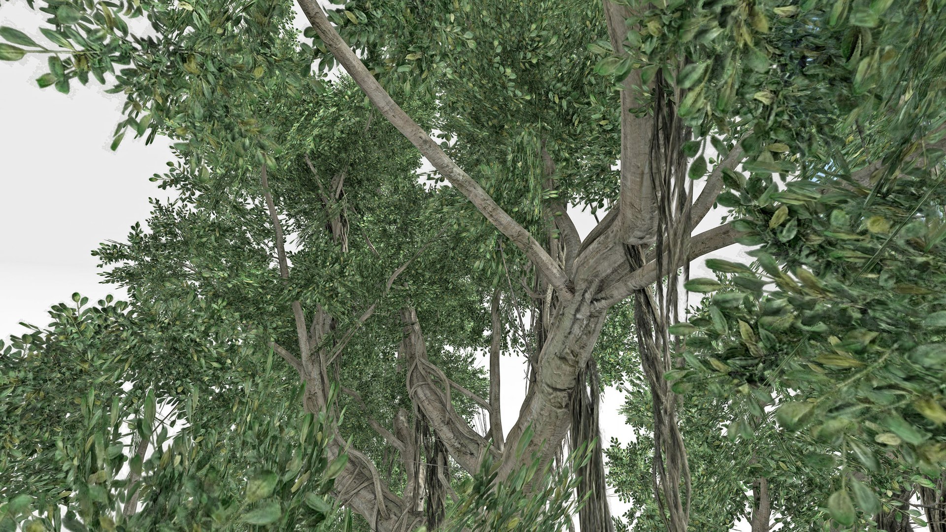 Chinese Banyan Tree-S1 3D https://p.turbosquid.com/ts-thumb/wk/g8c6vP/cn/s6/jpg/1744362640/1920x1080/fit_q87/0d03b8958308beae09a0289fbe42ef62037bfbc5/s6.jpg