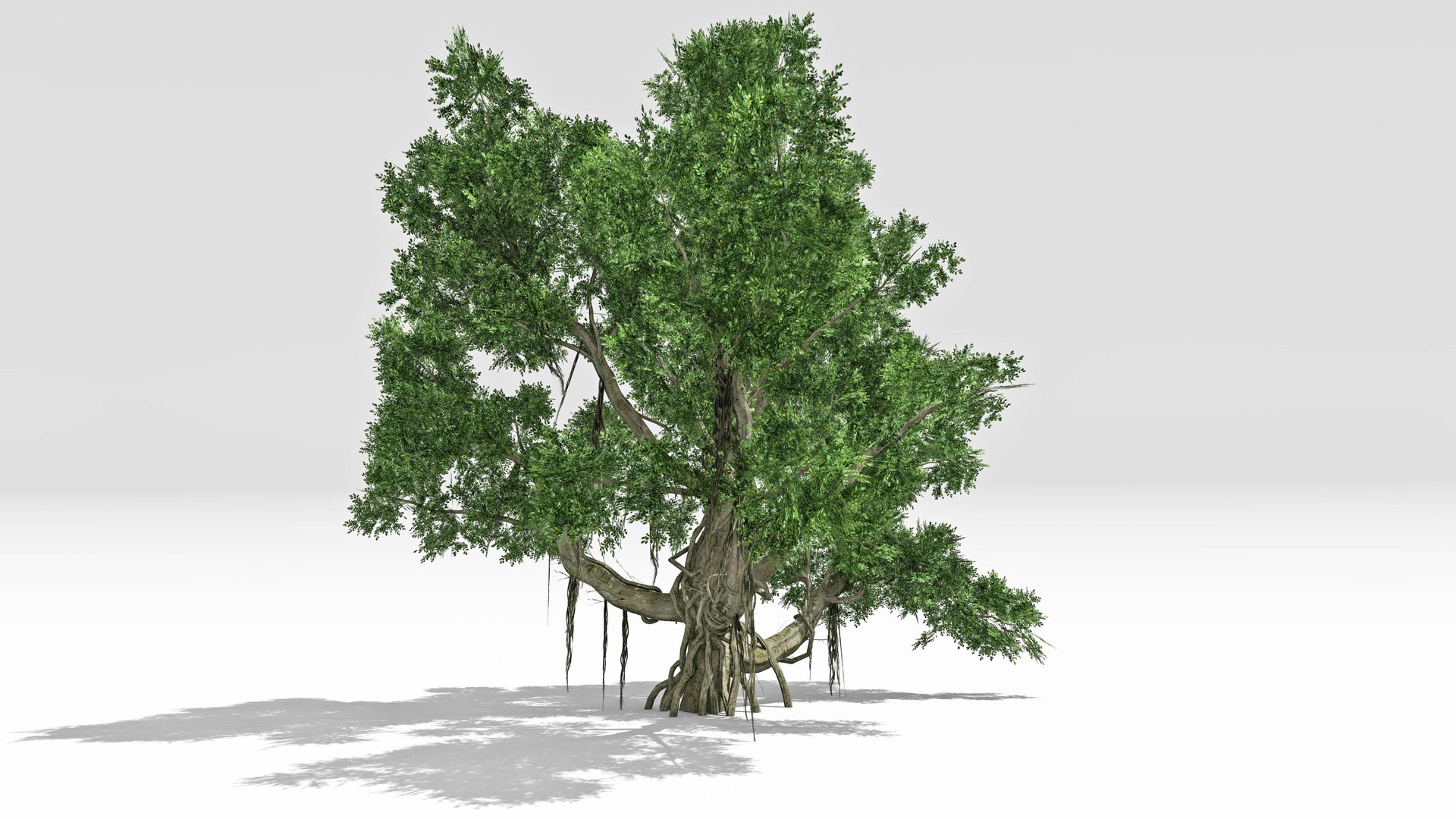 Chinese Banyan Tree-S1 3D https://p.turbosquid.com/ts-thumb/wk/g8c6vP/dl/s3/jpg/1744362638/1920x1080/fit_q87/ddd365dac90f4ab3bf33c7df9522a388df5f1eea/s3.jpg