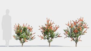 callistemon endeavour a