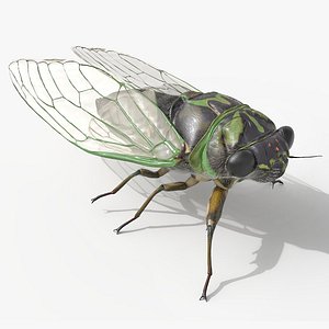 Cicada Fur Abdomen Shake Animated Rigged For Maya
