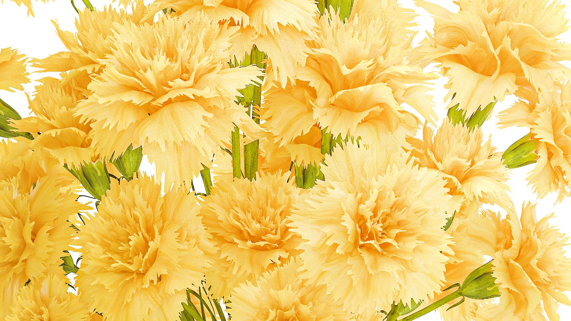 Realistic bouquet yellow flowers carnation vase decor new 3D model https://p.turbosquid.com/ts-thumb/wl/E1LrA8/aj/1bouquetyellowcarnation06/jpg/1764689982/1920x1080/fit_q87/afb7b40d75292a104134b99f126eb0ae30723fbb/1bouquetyellowcarnation06.jpg