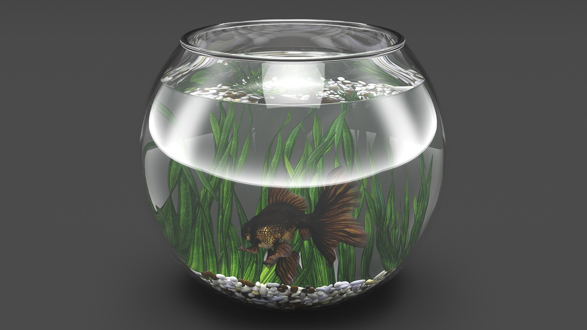 Round Aquariums with Fishes Collection 3D model https://p.turbosquid.com/ts-thumb/wl/FdCLDr/8w/roundaquariumswithfishescollectionmb3dmodel037/jpg/1699833960/1920x1080/fit_q87/224843165ae7388eb2f3642b6ddbc26f2af61d60/roundaquariumswithfishescollectionmb3dmodel037.jpg