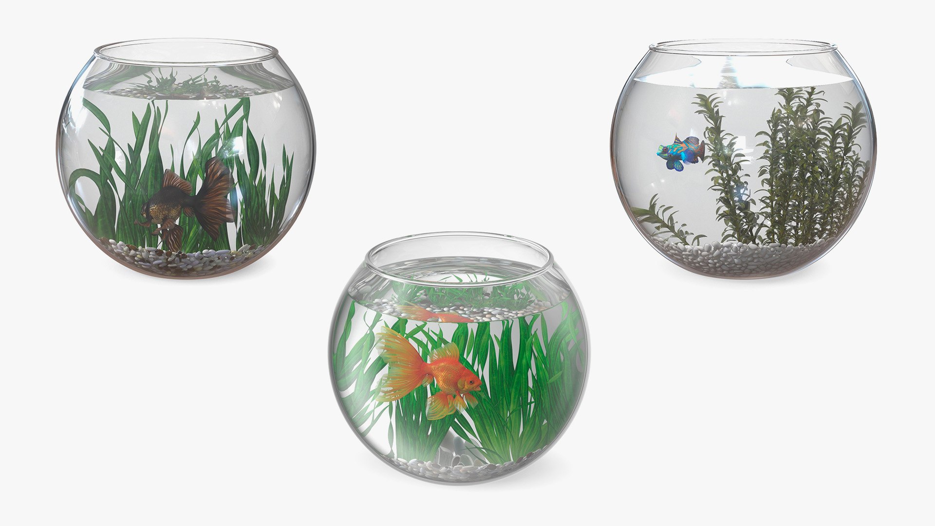 Round Aquariums with Fishes Collection 3D model https://p.turbosquid.com/ts-thumb/wl/FdCLDr/9I/roundaquariumswithfishescollectionmb3dmodel001/jpg/1699832663/1920x1080/fit_q87/2d27c15bfe132bf72acc226a83fce44e45471fce/roundaquariumswithfishescollectionmb3dmodel001.jpg