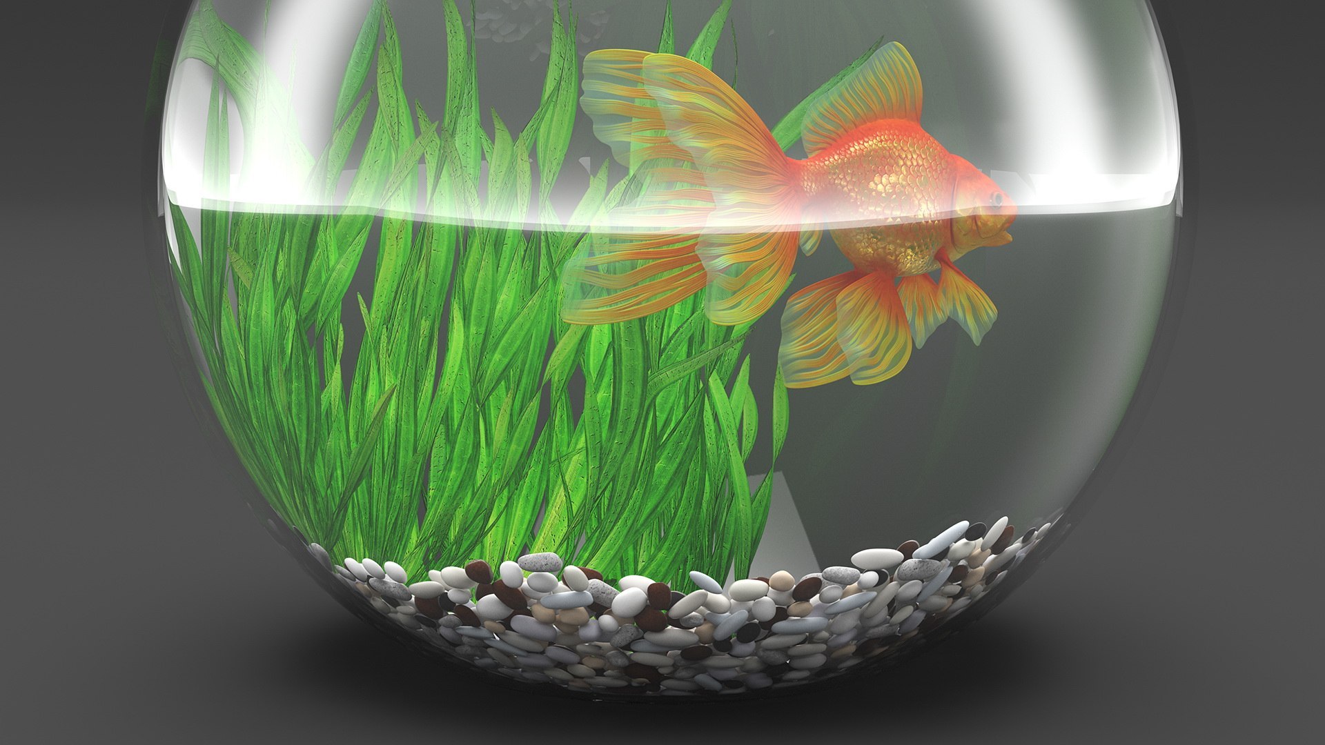 Round Aquariums with Fishes Collection 3D model https://p.turbosquid.com/ts-thumb/wl/FdCLDr/LL/roundaquariumswithfishescollectionmb3dmodel023/jpg/1699833904/1920x1080/fit_q87/3e133c1da148858cd293744dee0ae346ec69063a/roundaquariumswithfishescollectionmb3dmodel023.jpg