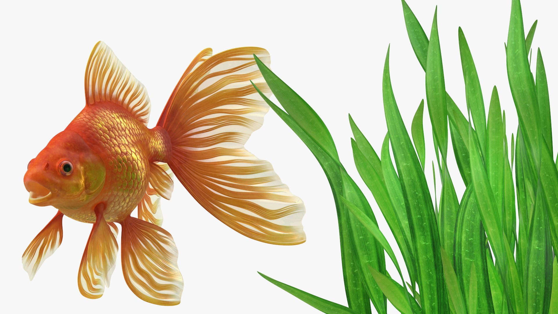Round Aquariums with Fishes Collection 3D model https://p.turbosquid.com/ts-thumb/wl/FdCLDr/kP/roundaquariumswithfishescollectionmb3dmodel032/jpg/1699833940/1920x1080/fit_q87/e3369430acdef4d19221555b263ef1097ebfba4f/roundaquariumswithfishescollectionmb3dmodel032.jpg