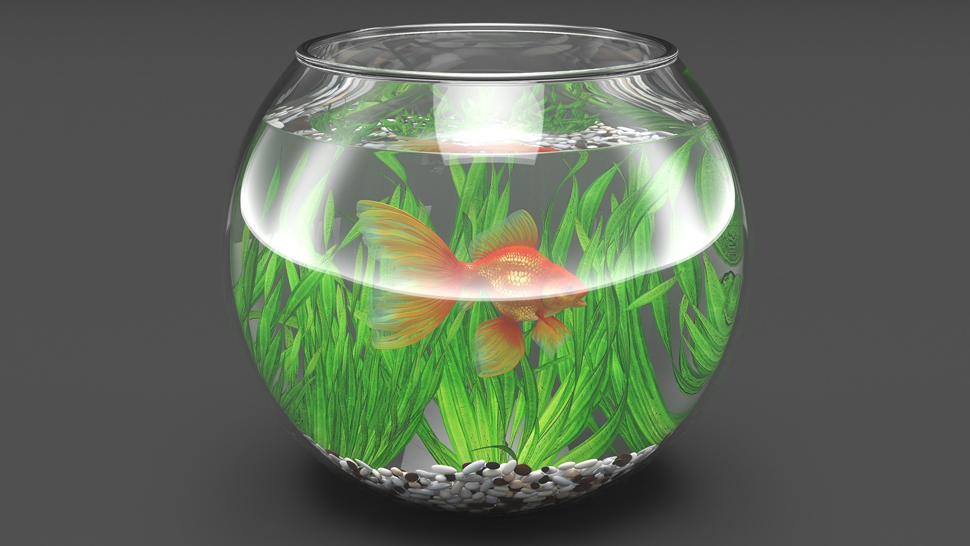 Round Aquariums with Fishes Collection 3D model https://p.turbosquid.com/ts-thumb/wl/FdCLDr/sd/roundaquariumswithfishescollectionmb3dmodel022/jpg/1699833900/1920x1080/fit_q87/04618356656fcfda21721a72d644dbdaf2e3fd57/roundaquariumswithfishescollectionmb3dmodel022.jpg