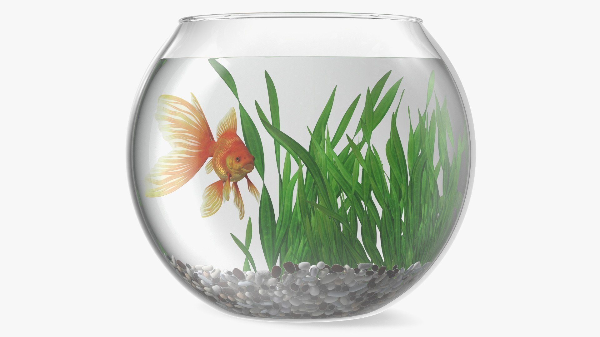 Round Aquariums with Fishes Collection 3D model https://p.turbosquid.com/ts-thumb/wl/FdCLDr/zJ/roundaquariumswithfishescollectionmb3dmodel025/jpg/1699833912/1920x1080/fit_q87/58b21be5e1d4c4ec078ff7c618c04d71af916792/roundaquariumswithfishescollectionmb3dmodel025.jpg