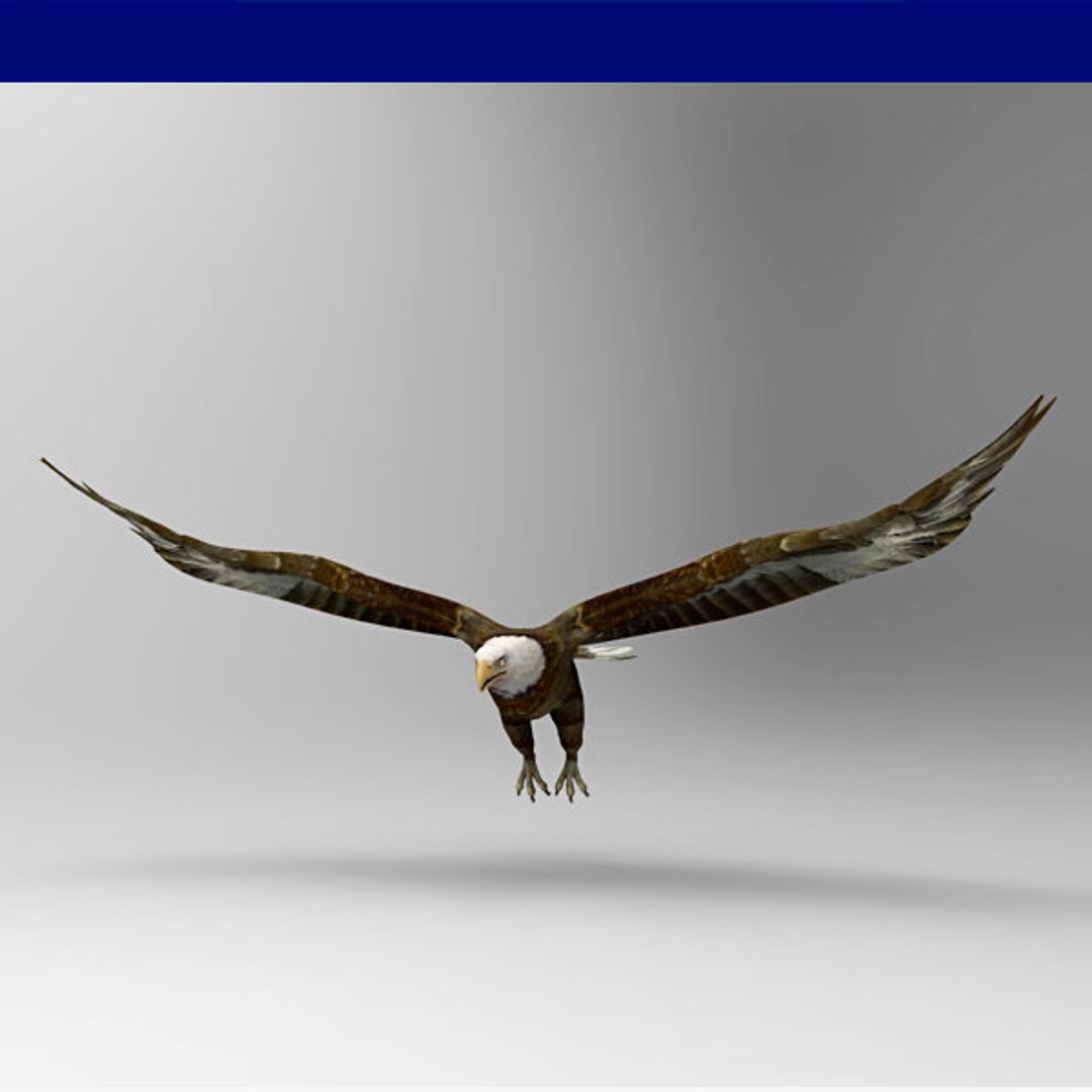 eagle bird animal model https://p.turbosquid.com/ts-thumb/wl/GM7uxc/0OkY8Hkj/05/jpg/1516733333/1920x1080/fit_q87/532e21a612a936ed029e0b6ac8a0fe75ddaa9c7f/05.jpg