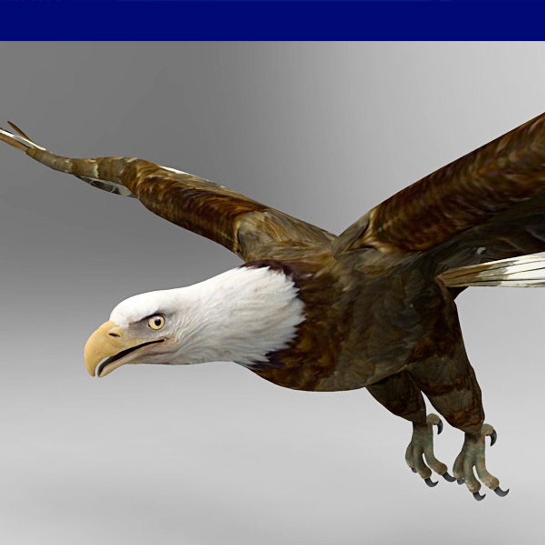 eagle bird animal model https://p.turbosquid.com/ts-thumb/wl/GM7uxc/KOQde0Ry/02/jpg/1516733333/1920x1080/fit_q87/01c9cdf5bc0a9f466264b3d6b1e6c7608072274a/02.jpg