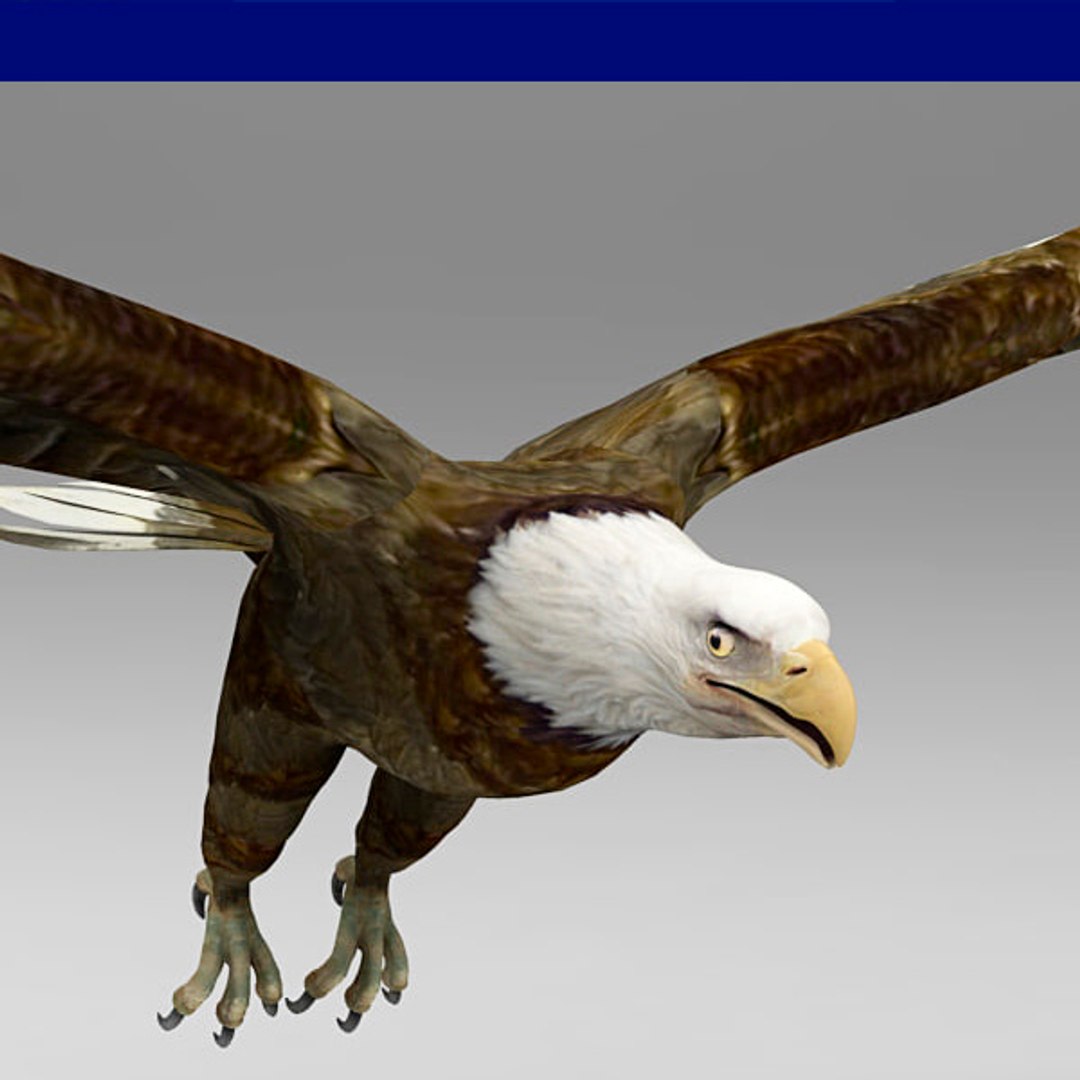 eagle bird animal model https://p.turbosquid.com/ts-thumb/wl/GM7uxc/prx3aogm/06/jpg/1516733333/1920x1080/fit_q87/4df558d60526b1169c1d9fcfb7c680aac18aa35d/06.jpg