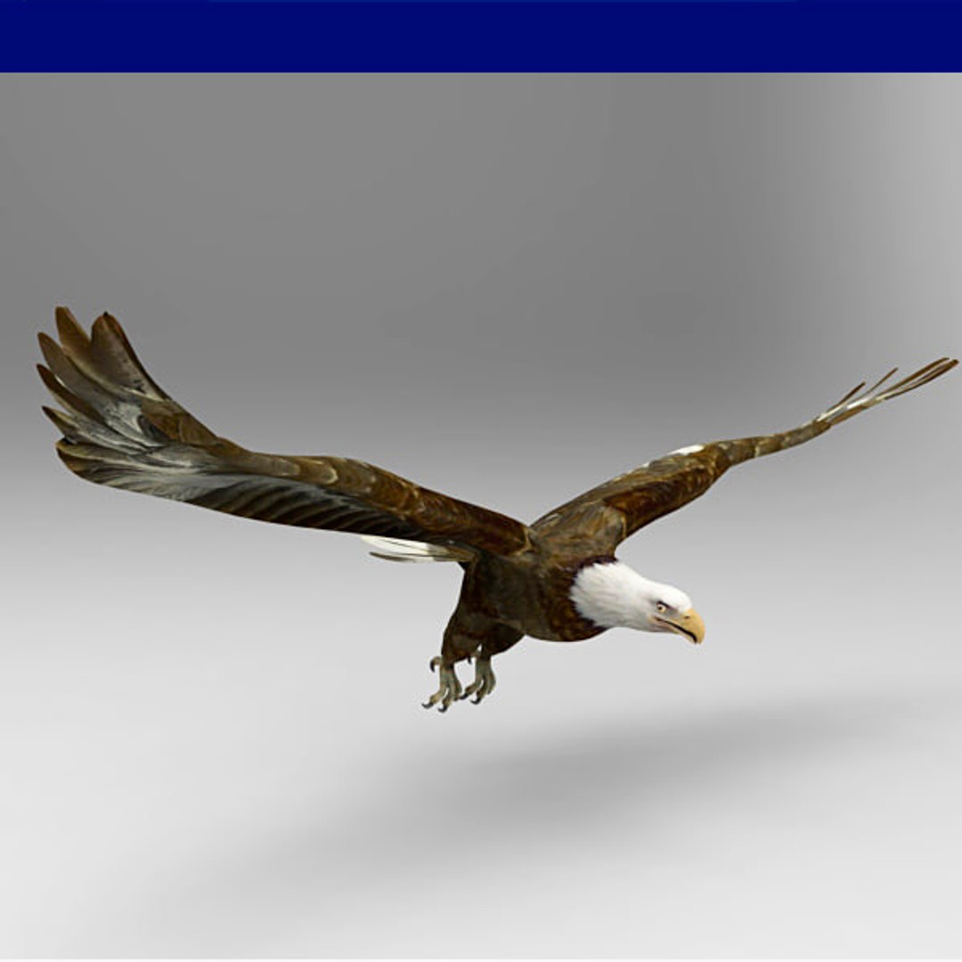 eagle bird animal model https://p.turbosquid.com/ts-thumb/wl/GM7uxc/yaWnnBzO/04/jpg/1516733333/1920x1080/fit_q87/6de6ba946d96745764cf3409aed5599476936107/04.jpg