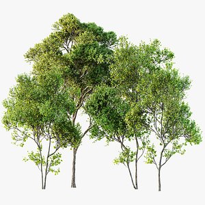 AV Acer Saccharinum and Acer Pseudoplatanus 4 trees 3D model