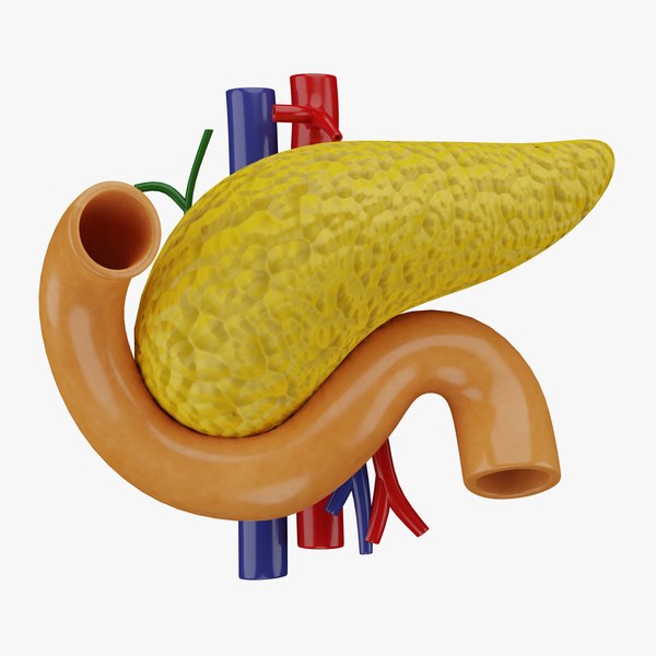 췌장 3D 모델 3D 모델 - TurboSquid 2207997