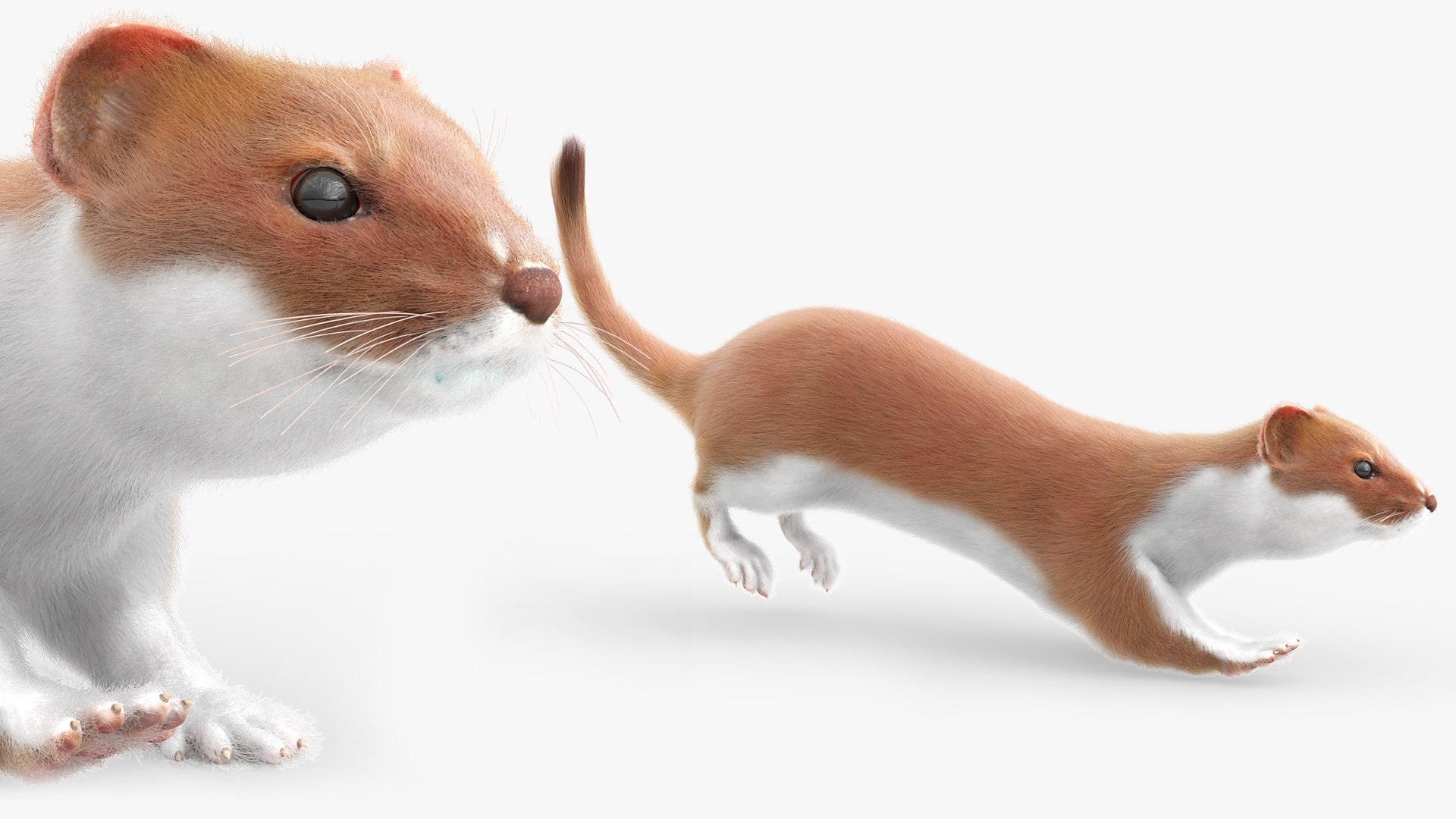 3D Mustela Erminea Fur Rigged For Blender Animated Set https://p.turbosquid.com/ts-thumb/wl/I5zZd7/3p/mustela_erminea_fur_rigged_for_blender_animated_set_005/jpg/1770586787/1920x1080/fit_q87/374de6eb634aa50cc2cbaf55007e2b9dd5f5ee67/mustela_erminea_fur_rigged_for_blender_animated_set_005.jpg