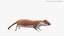 Mustela Erminea Fur Rigged For Blender Animated Set