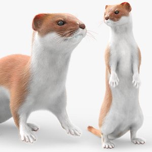 Mustela Erminea Fur Rigged For Blender Animated Set