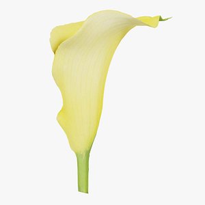 Calla Lily Yellow Remastered