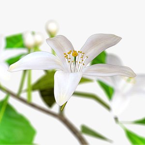 Animated Orange Tree Flower