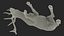 3D model Cervus Canadensis
