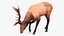 3D model Cervus Canadensis