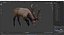 3D model Cervus Canadensis