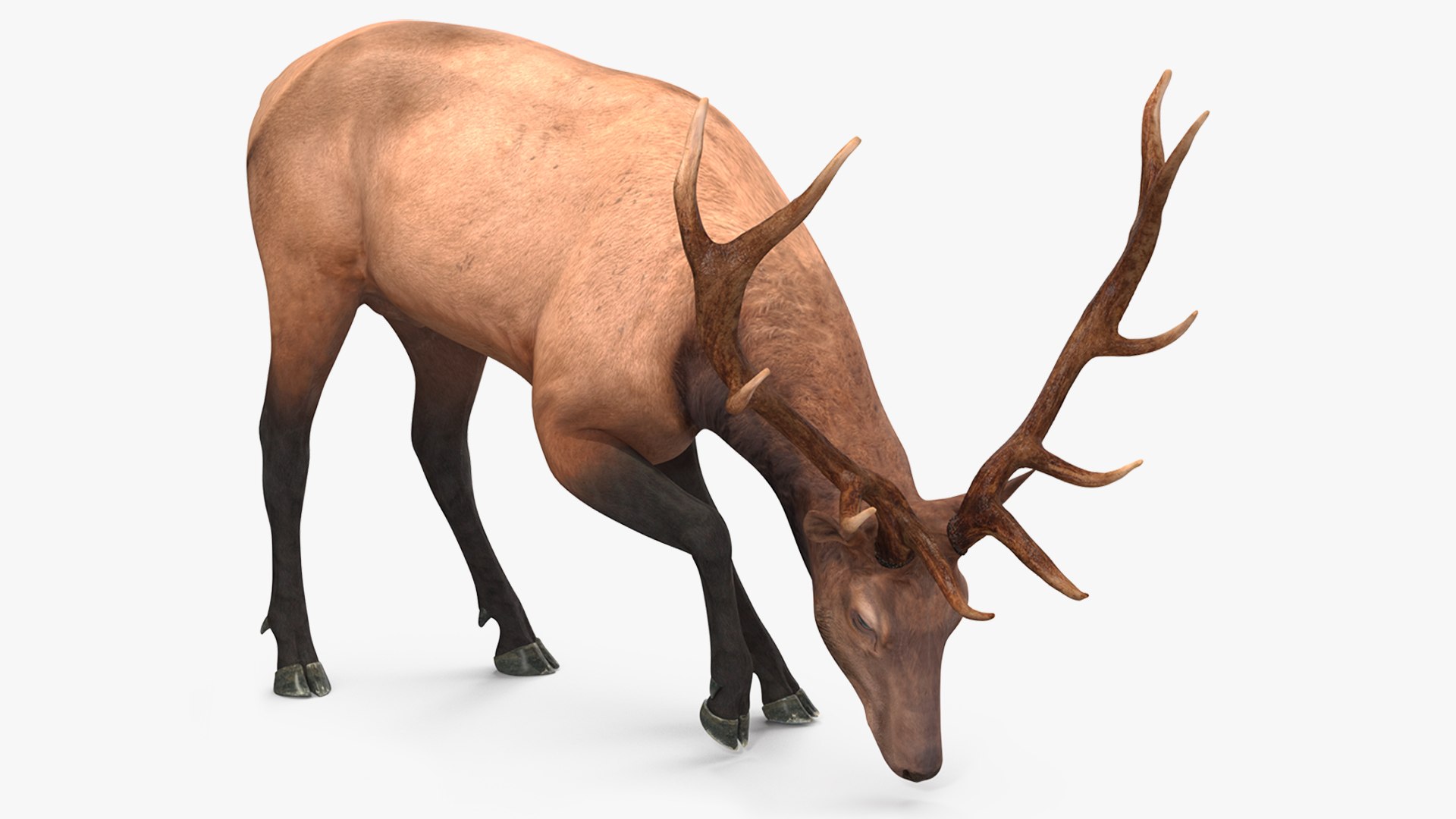 3D model Cervus Canadensis https://p.turbosquid.com/ts-thumb/wl/gGMb7I/UG/cervus_canadensis_001/jpg/1722860215/1920x1080/fit_q87/1e0d43d11d5ed47be858e2234e251b65565479e8/cervus_canadensis_001.jpg