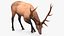 3D model Cervus Canadensis