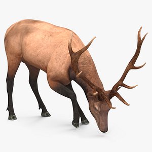3D model Cervus Canadensis